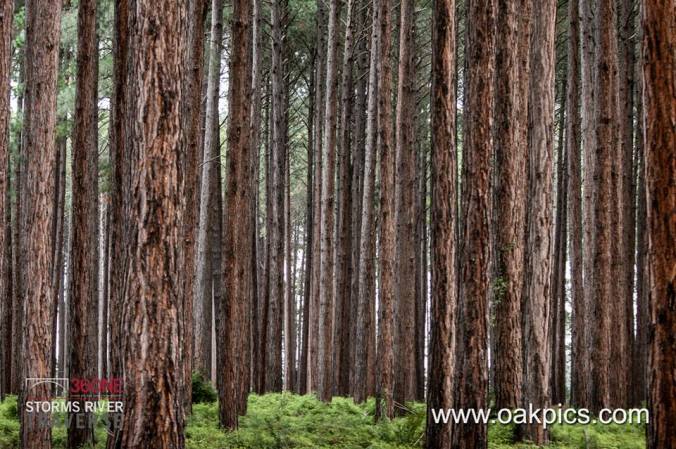 10609414_10152612733377863_5654247221197192211_n